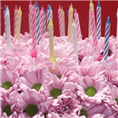 https://bonovo.isisflor.com/fileuploads/Produtos/Exclusivos/thumb__Isisflor_Cake_Florido_03.png
