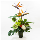 https://bonovo.isisflor.com/fileuploads/Produtos/Exclusivos/thumb__Paraiso_Exclusivo_01.jpg