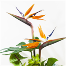 https://bonovo.isisflor.com/fileuploads/Produtos/Exclusivos/thumb__Paraiso_Exclusivo_02.jpg