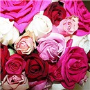 https://bonovo.isisflor.com/fileuploads/Produtos/Rosas/thumb__Isisflor_Rosas_com_Charme_02.png