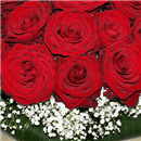 https://bonovo.isisflor.com/fileuploads/Produtos/Rosas/thumb__Isisflor_Vermelho_Paixao_02.png